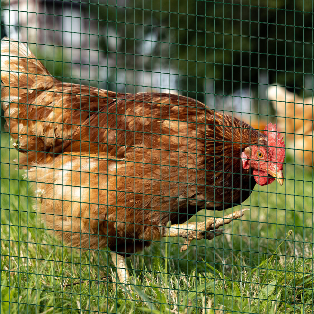 PVC Coated Welded Wire Mesh Fencing Chicken Poultry Aviary Fence Run Hutch Pet Rabbit 30m Dark Green